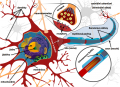 Neuron popis cz.png
